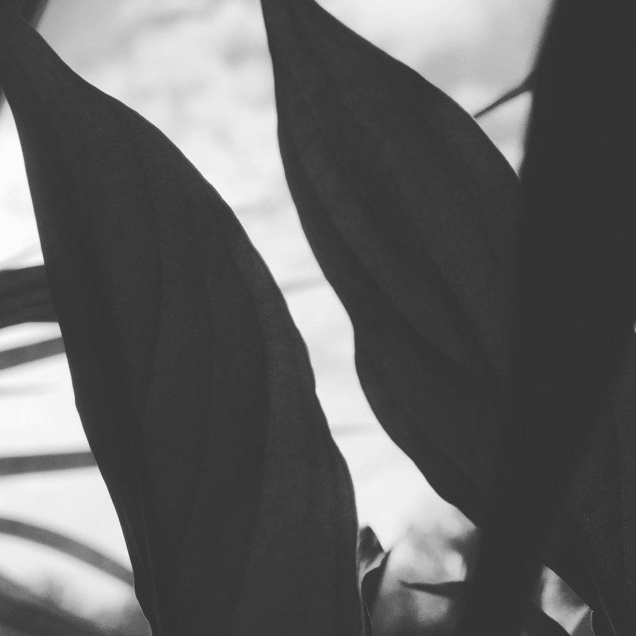 A black-and-white photo by Audi Bamer – it gets brighter or darker with your setting
